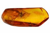 Detailed Fossil Fungus Gnat (Sciaridae) In Baltic Amber #145469-2